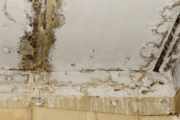 Dehumidification Services in Madison, NJ
