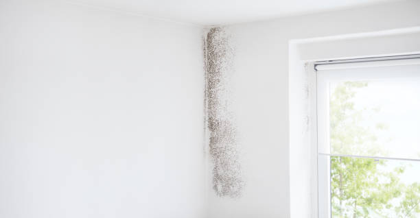  Madison, NJ Mold Removal Pros