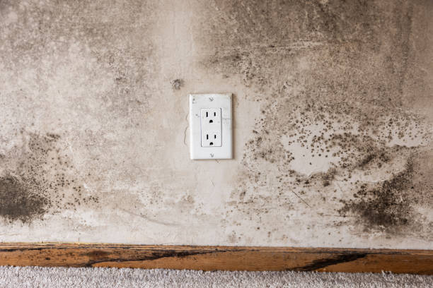 Best Emergency Mold Remediation  in Madison, NJ