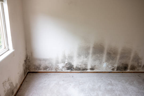 Best Comprehensive Air Testing for Mold Contaminants  in Madison, NJ