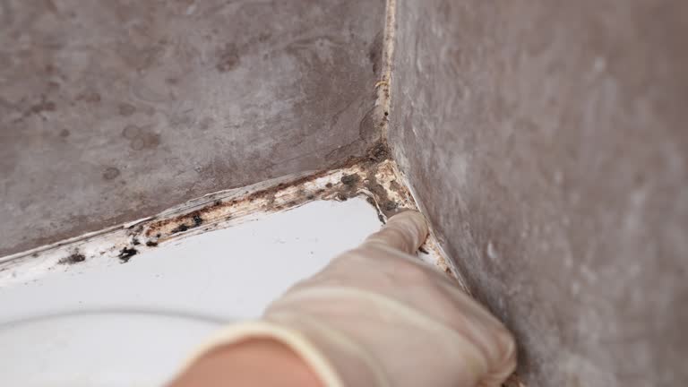 Best Forensic Mold Investigation  in Madison, NJ